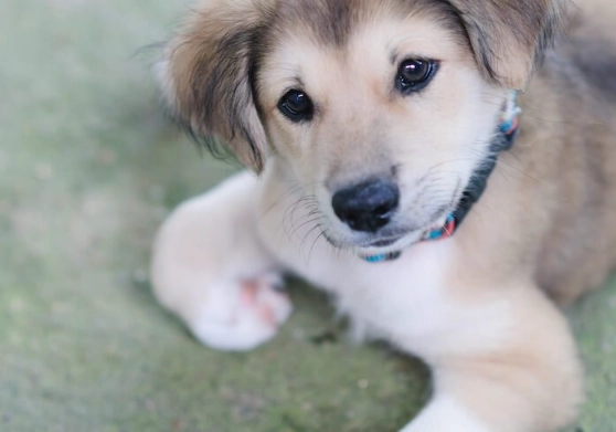 husky golden retriever mix care