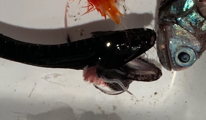 marine life adaptations