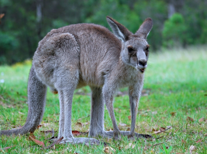 eastern grey kangaroo melanistic