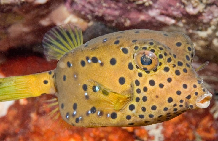 yellow boxfish care