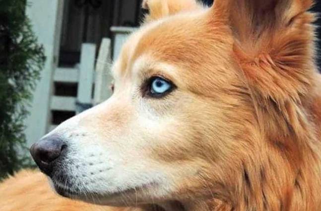 husky golden retriever mix characteristics