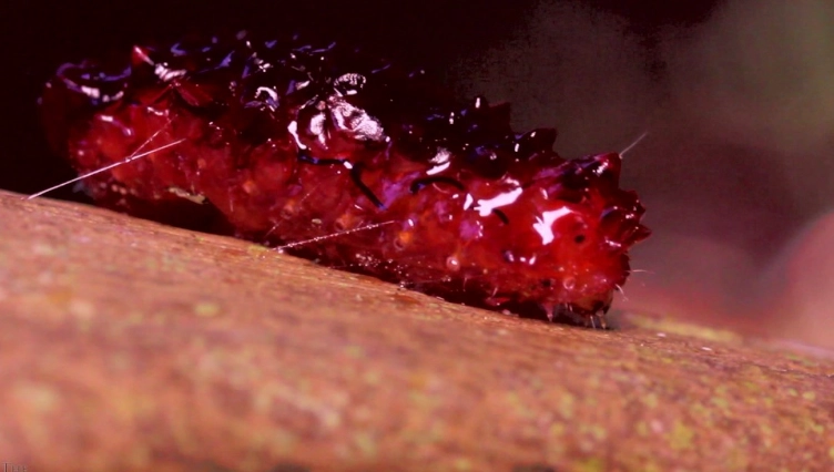 jelly like insect larvae