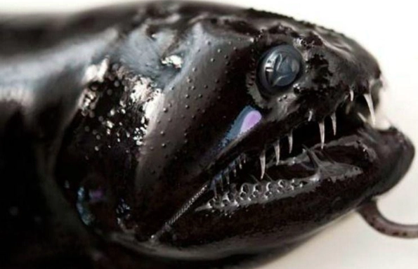 black dragon fish