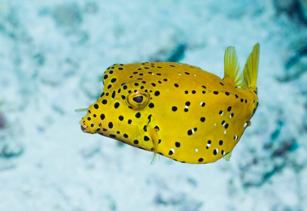yellow boxfish care