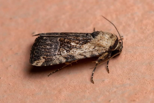 world's smallest moth