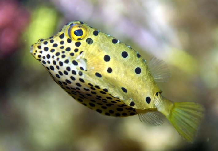 boxfish aquarium