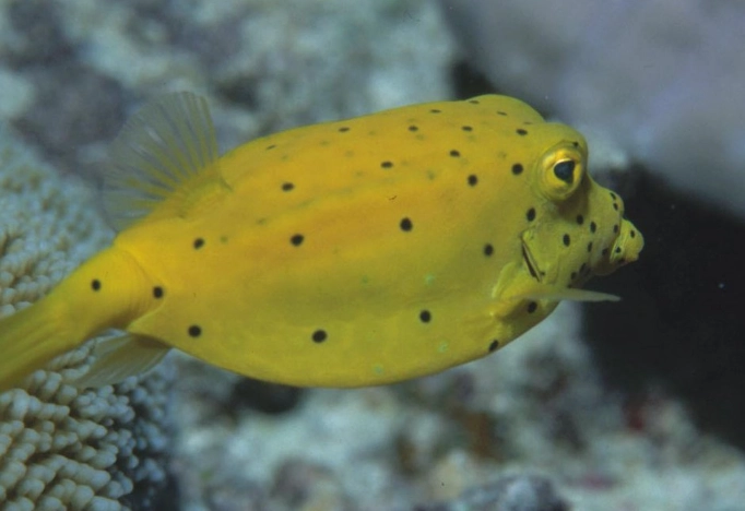 boxfish aquarium