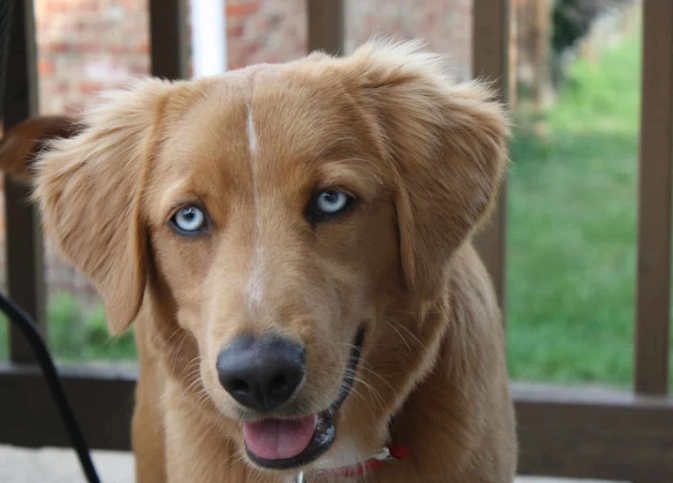 husky golden retriever mix care