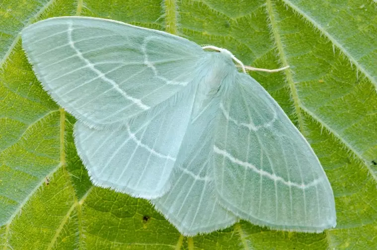 microlepidoptera
