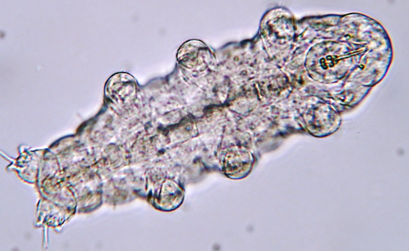 tardigrade facts