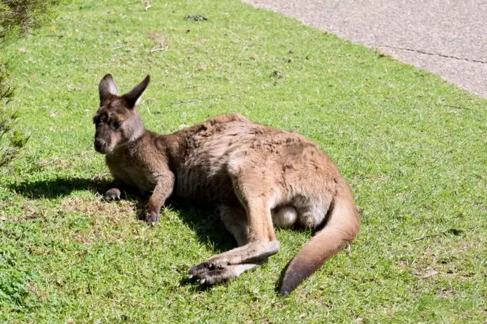 eastern grey kangaroo melanistic