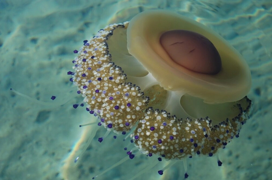 fried egg jellyfish facts