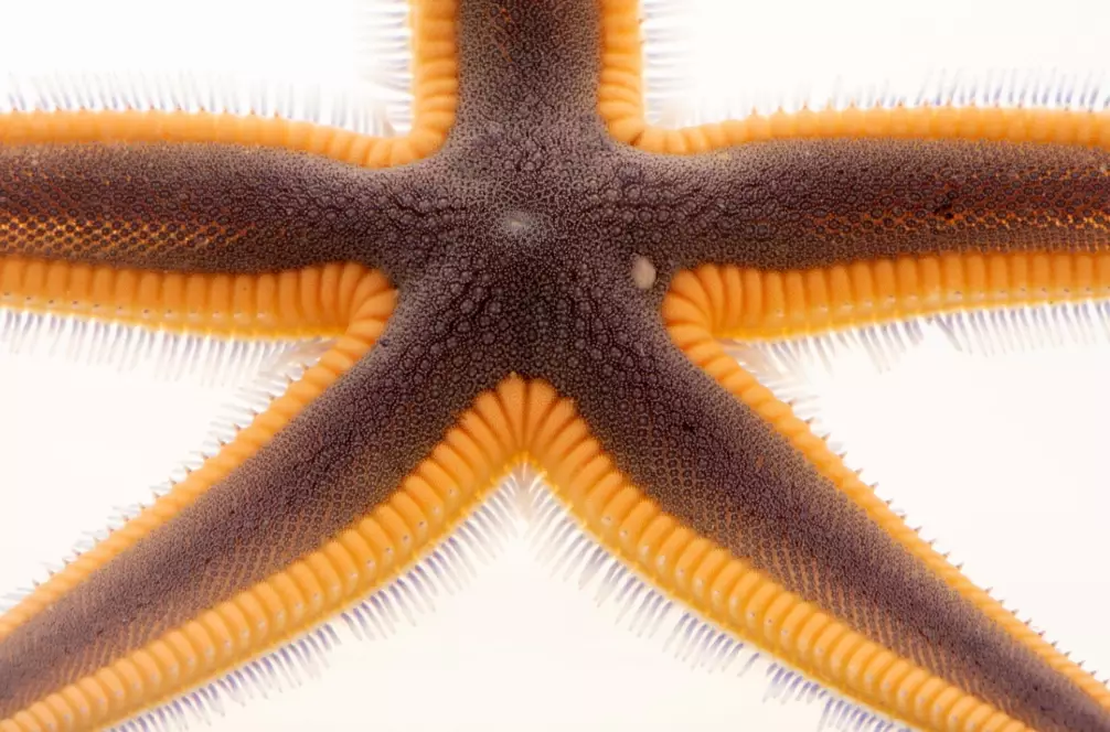 royal starfish