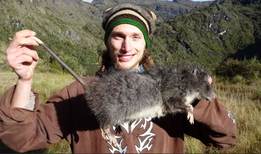 bosavi woolly rat bosavi woolly rat