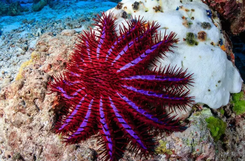 starfish identification