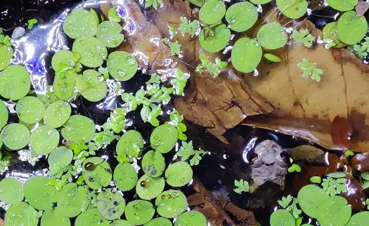 camouflage frog species camouflage frog species