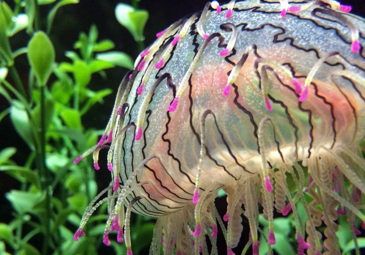 flower hat jellyfish aquarium flower hat jellyfish aquarium