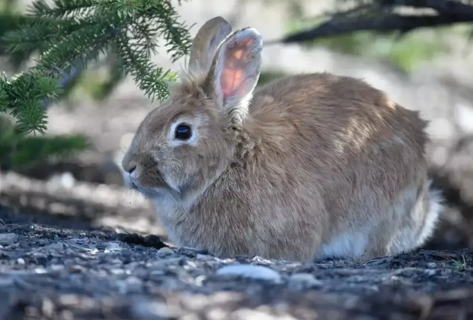 hairless rabbit breed hairless rabbit breed