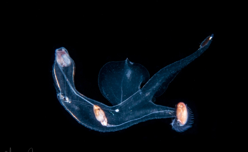 giant sea slug giant sea slug