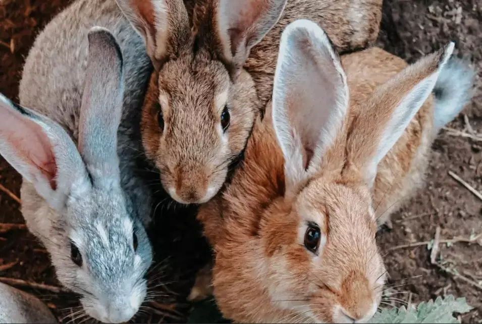 hairless bunny rabbit care hairless bunny rabbit care