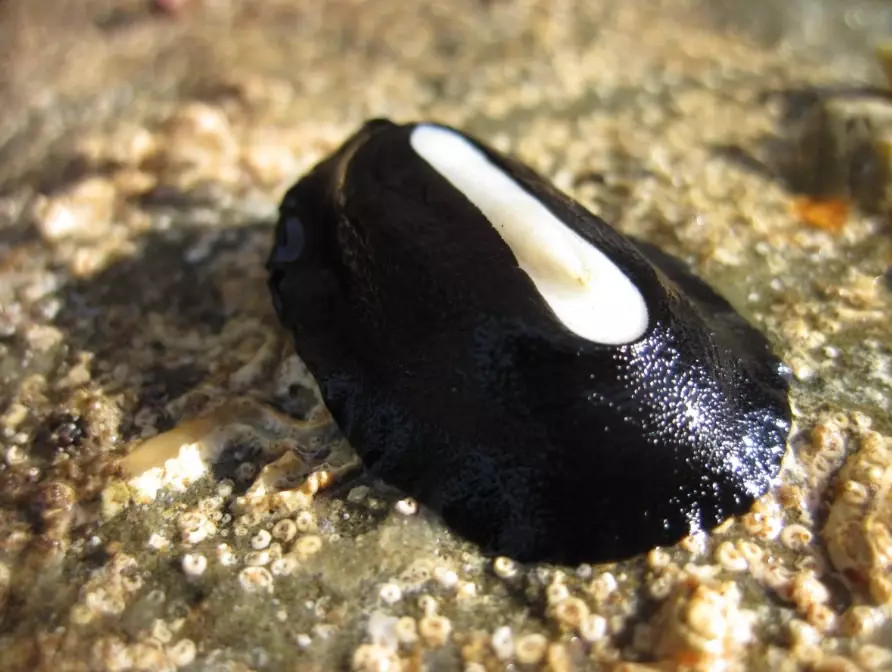 tide pool mollusk tide pool mollusk