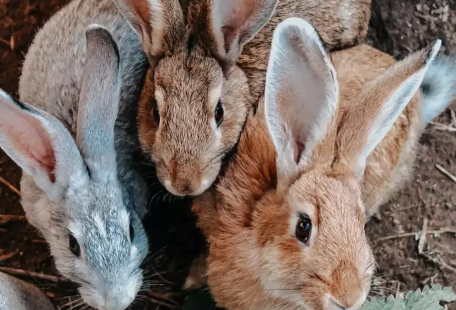 hairless bunny rabbit care hairless bunny rabbit care