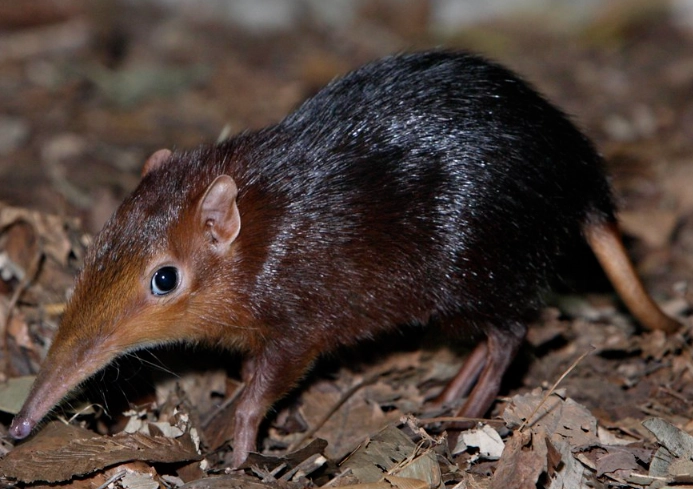 armored shrew