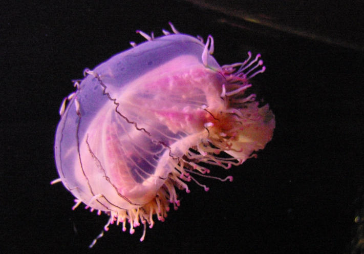 flower hat jellyfish care flower hat jellyfish care