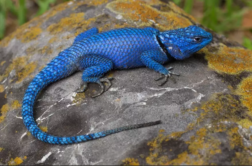 blue lizard species