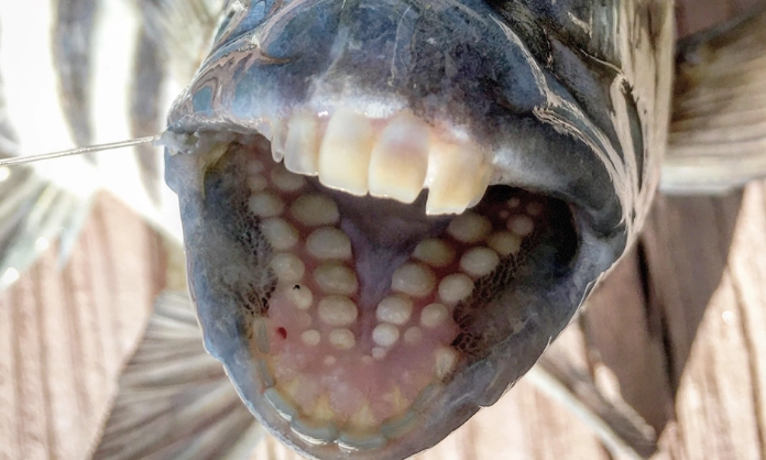 fish with human teeth fish with human teeth