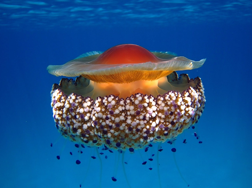 fried egg jellyfish facts