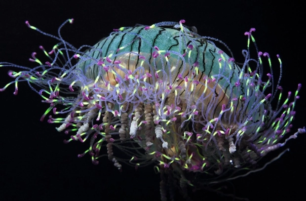 flower hat jellyfish