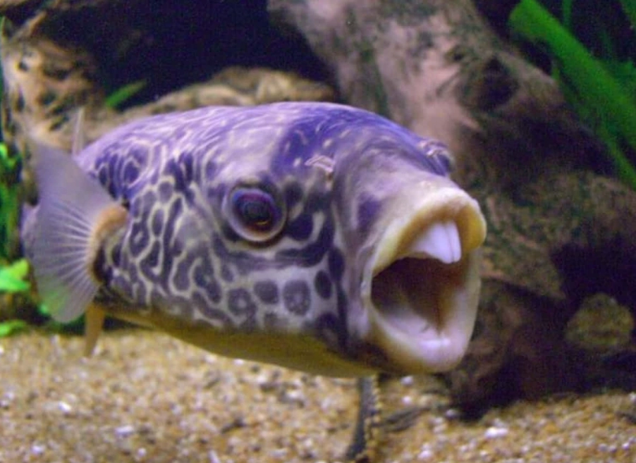 bucktooth fish species