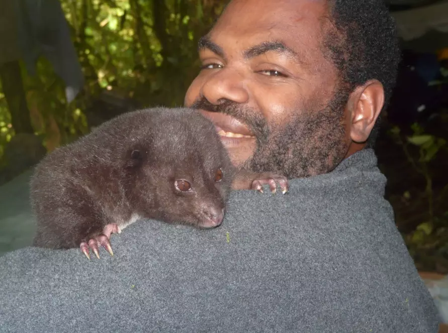 giant rat papua new guinea giant rat papua new guinea