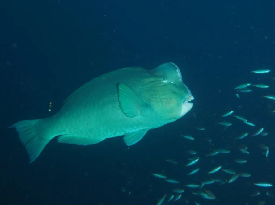 Bolbometopon muricatum