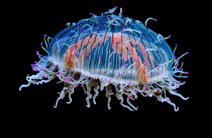 Olindias formosus Olindias formosus