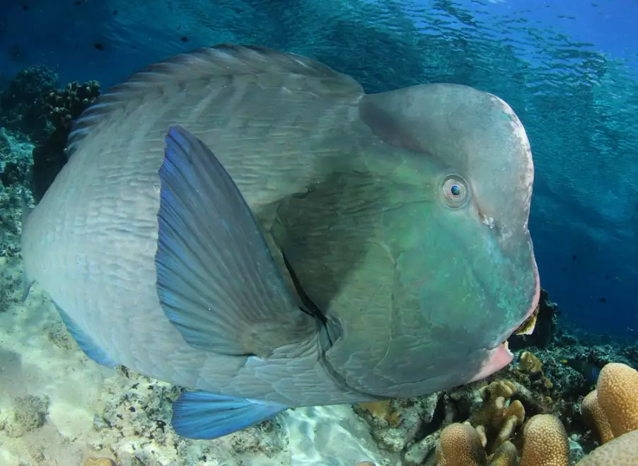parrotfish coral reef conservation