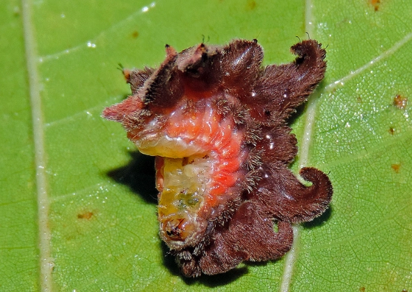 hag moth larvae hag moth larvae