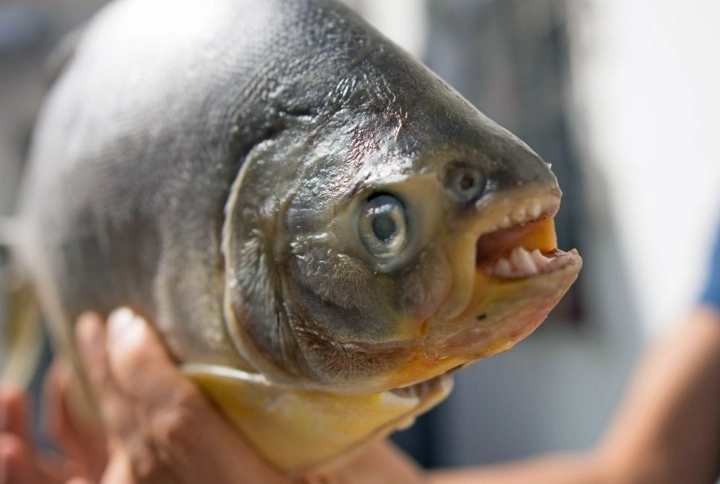 sheepshead fish teeth sheepshead fish teeth
