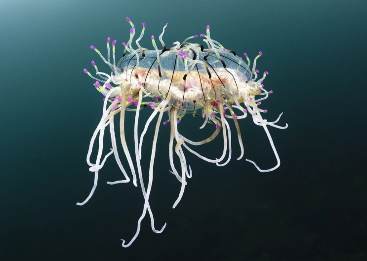 Olindias formosus Olindias formosus