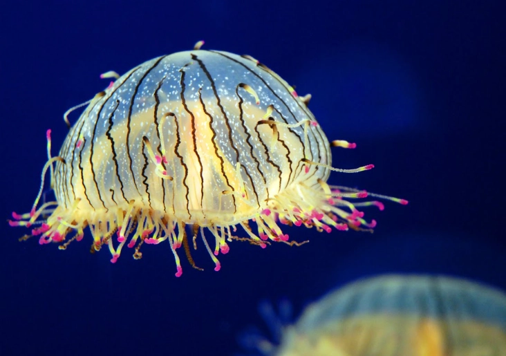 flower hat jellyfish aquarium flower hat jellyfish aquarium