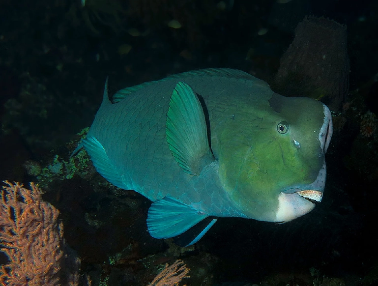 parrotfish coral reef conservation