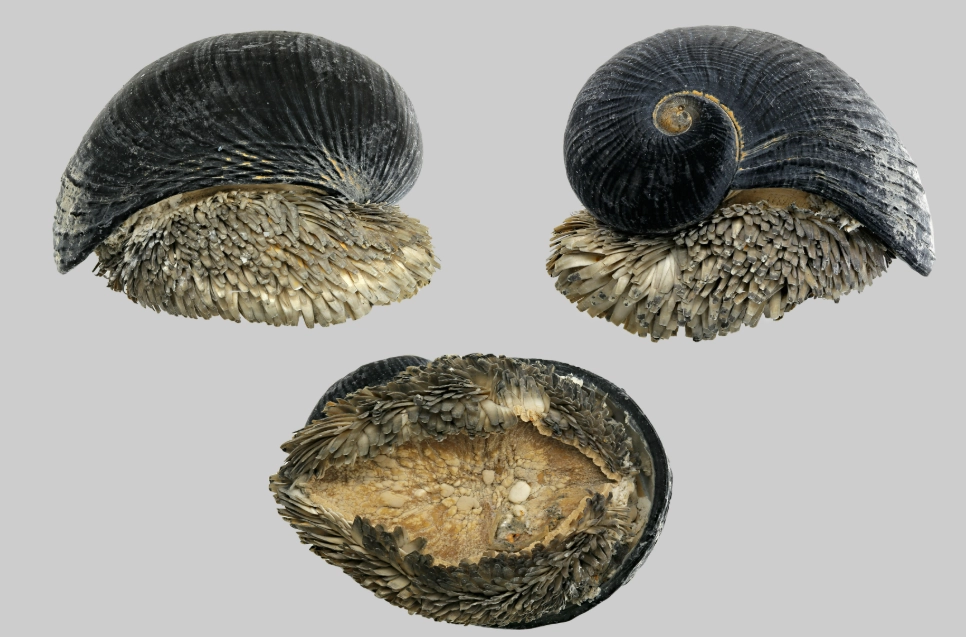 hydrothermal vent snail