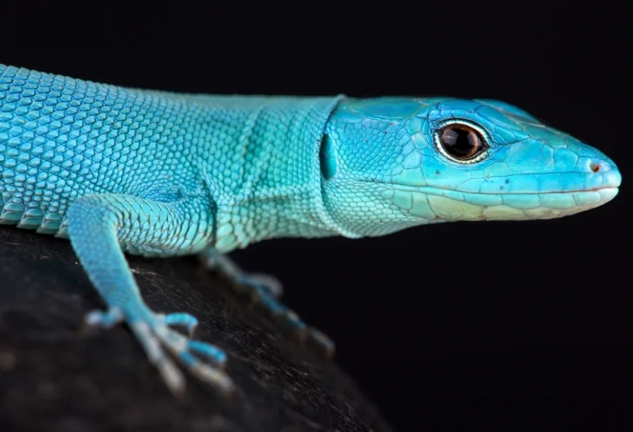 blue lizards