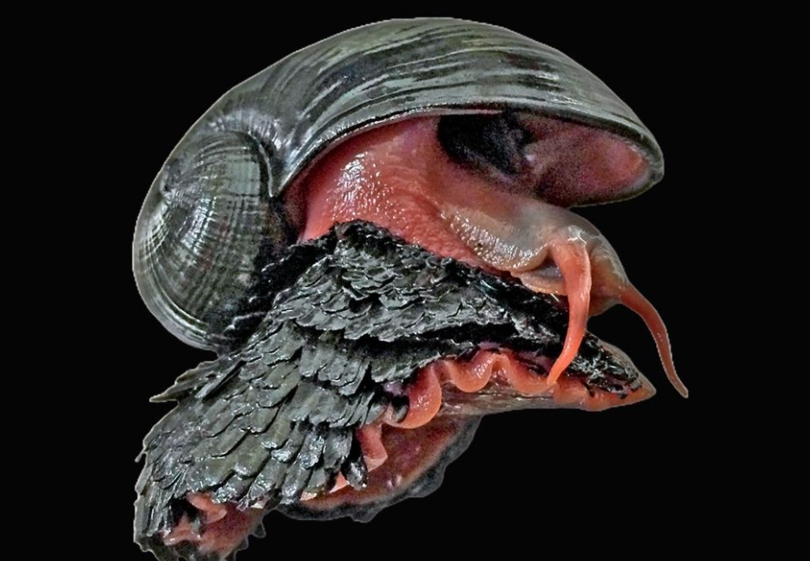 hydrothermal vent snail