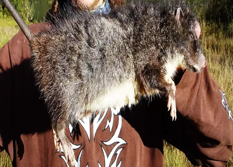 bosavi crater rat bosavi crater rat