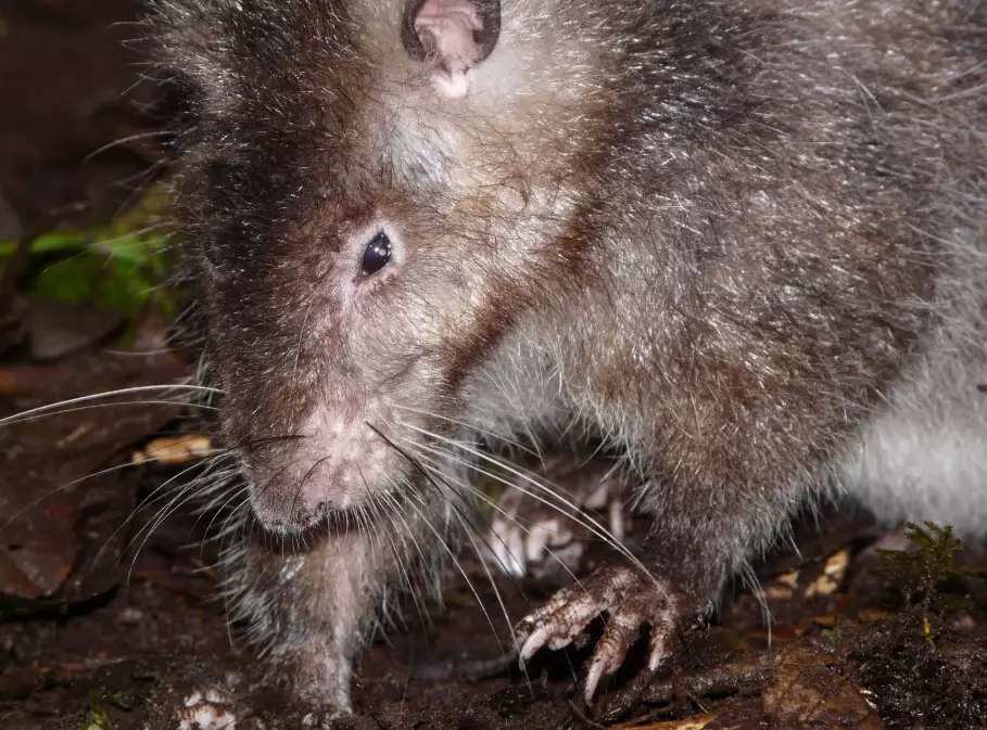 bosavi woolly rat