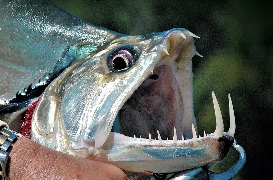 bucktooth fish species