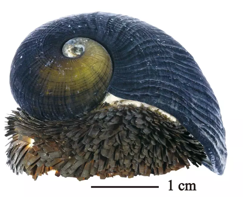 scaly-foot gastropod