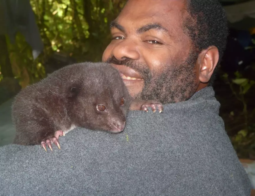 papua new guinea giant rat